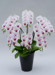 中大輪胡蝶蘭サクラヒメ6本立ち