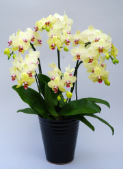 中大輪胡蝶蘭黄色6本立ち