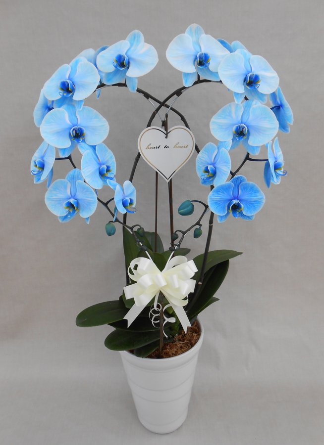 ハート胡蝶蘭ブルーエレガンス
