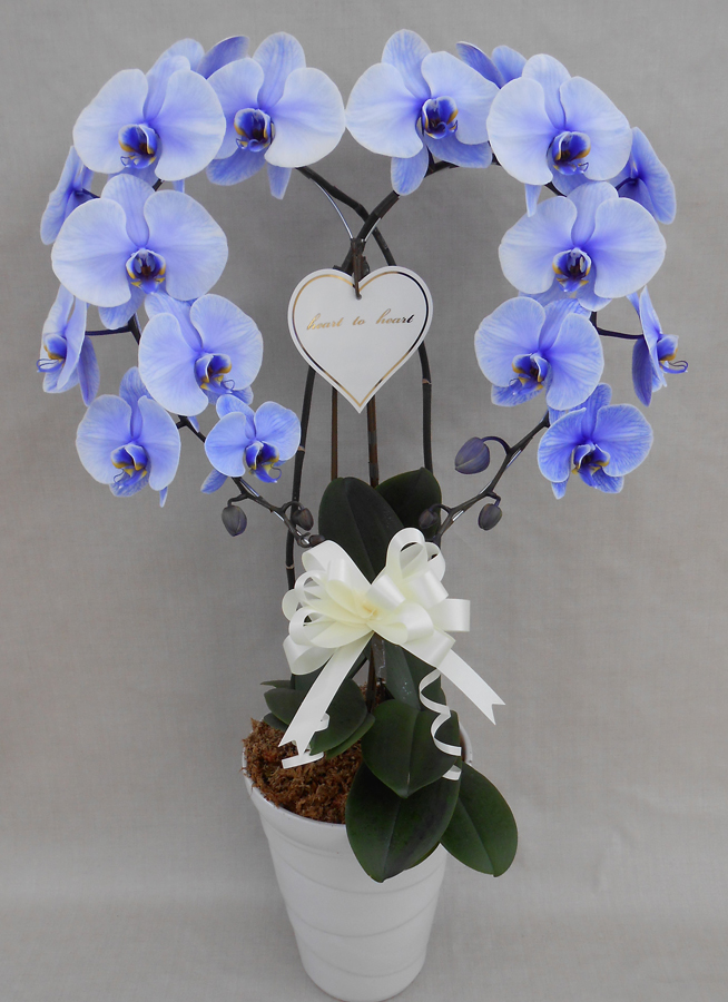 ハート胡蝶蘭パープルエレガンス