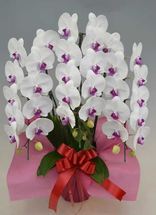 【当日】胡蝶蘭大輪3本立赤リップ