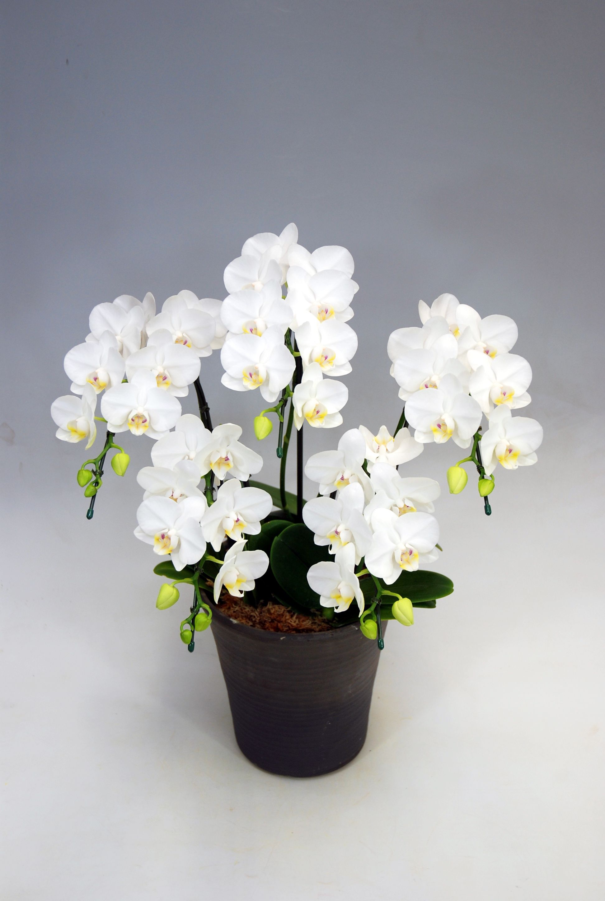 ミディ胡蝶蘭ホワイト5本立ち45輪前後(蕾含む）