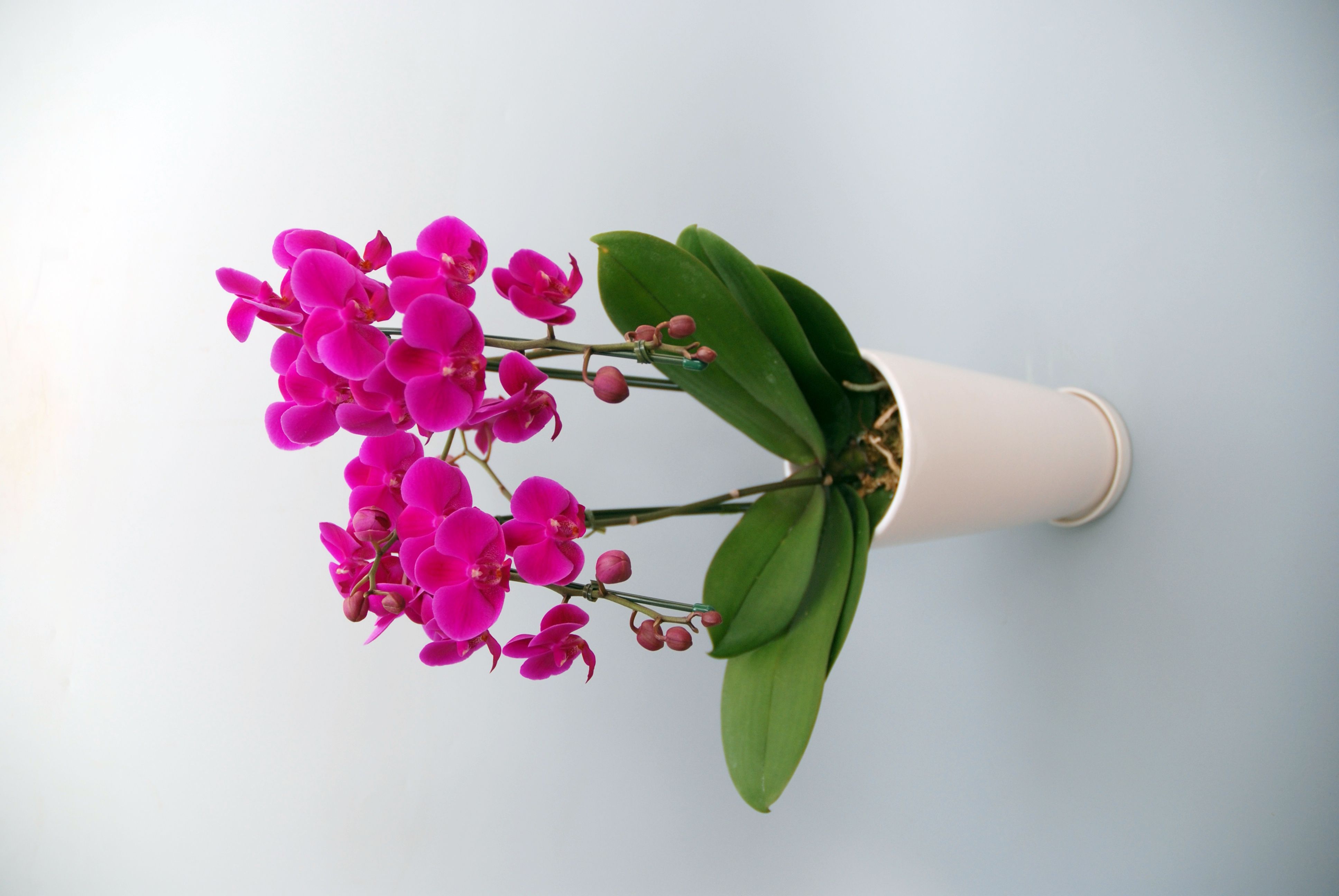 ミディ胡蝶蘭満天紅2本立ち（サンクスポット）