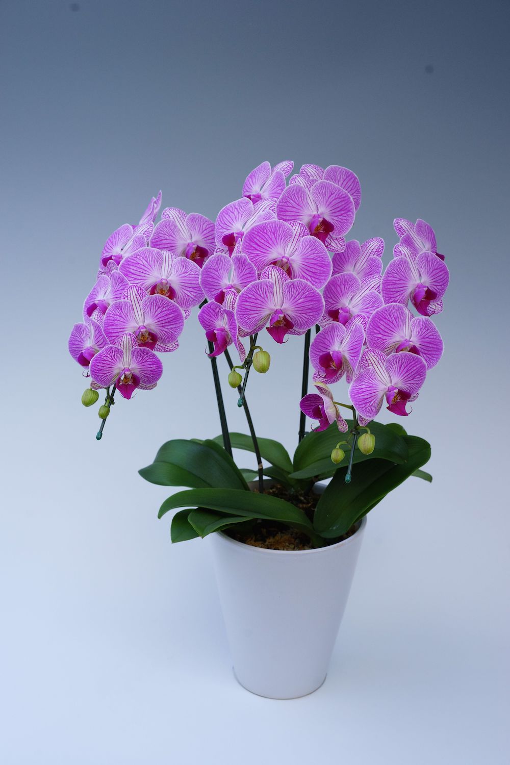 ミディ胡蝶蘭　ピンク　3本立ち　27輪前後(蕾含む）