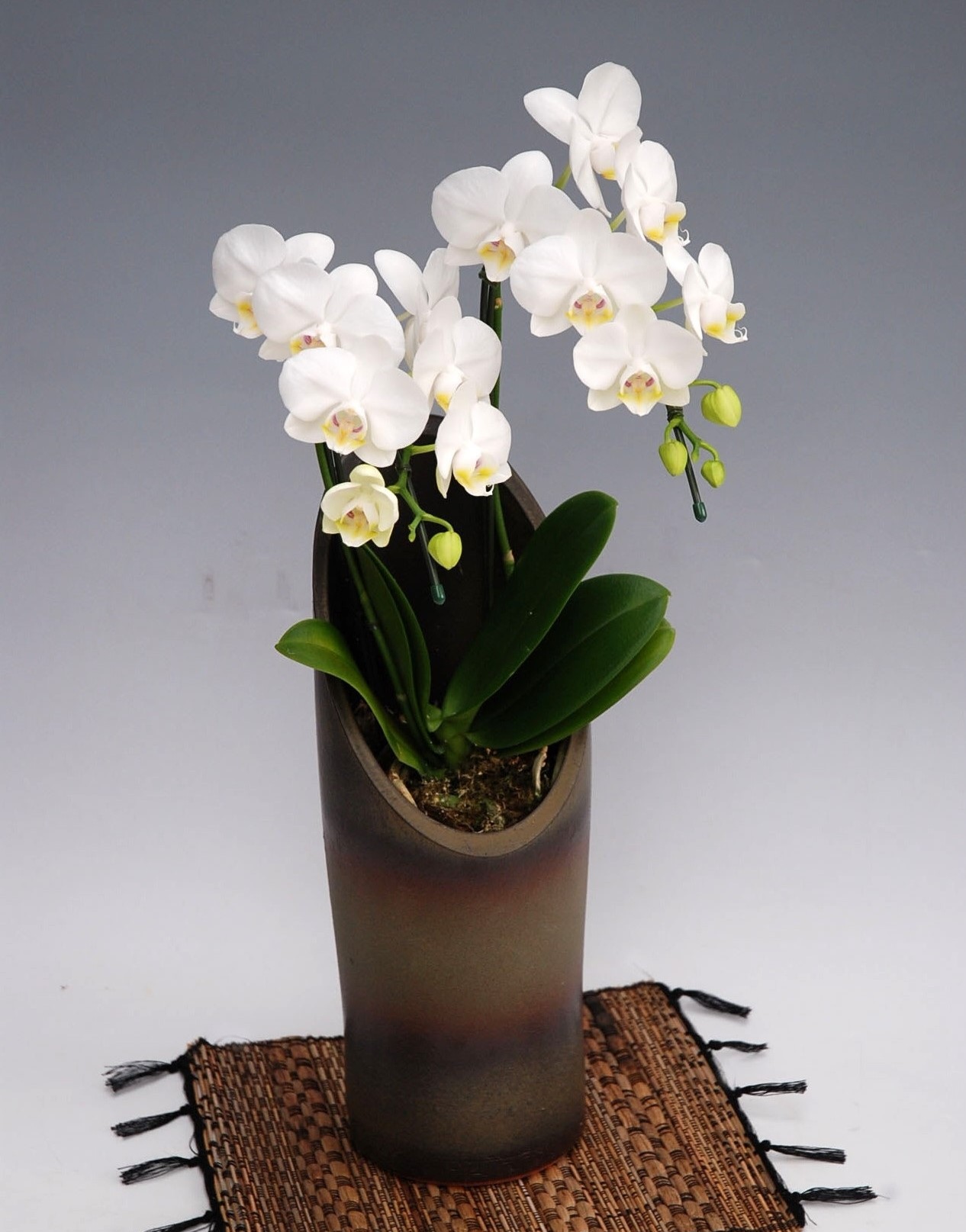 和鉢胡蝶蘭アマビリス ホワイト 2本立ち かぐや