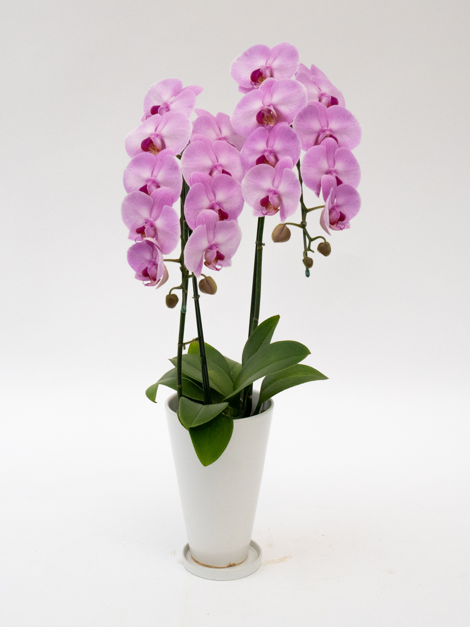 アップルキャンディ2本立ちサンクスポット蕾含む(母の日用）