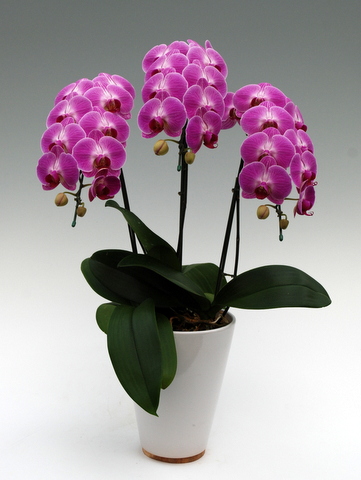 キャンディプリンセス3本立ち