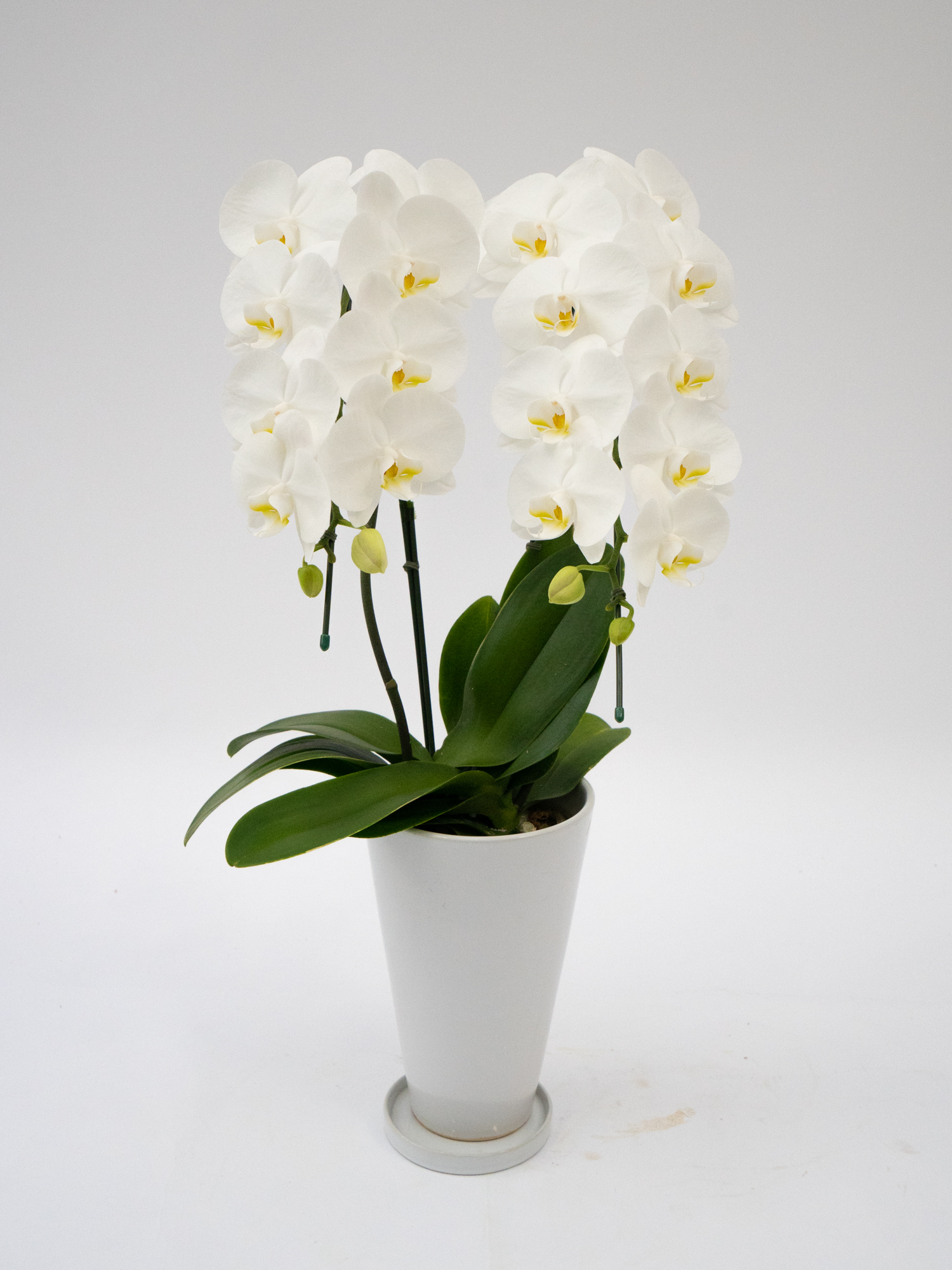 ミディ胡蝶蘭ダイアモンドスター2本立ち（サンクスポット）