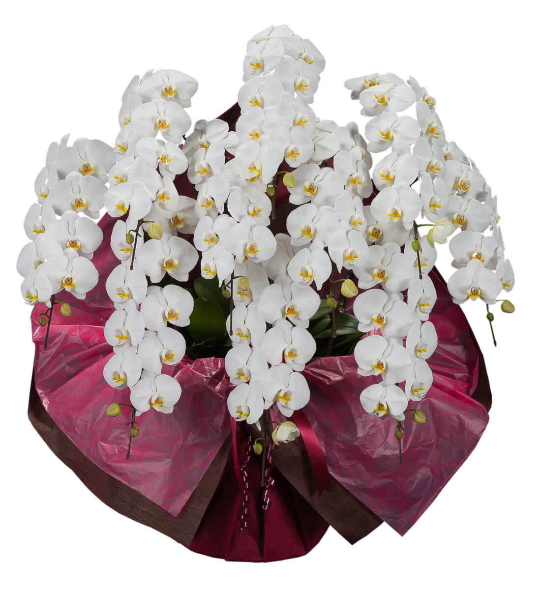 プレミアム胡蝶蘭　10本立ち　（参考価格）