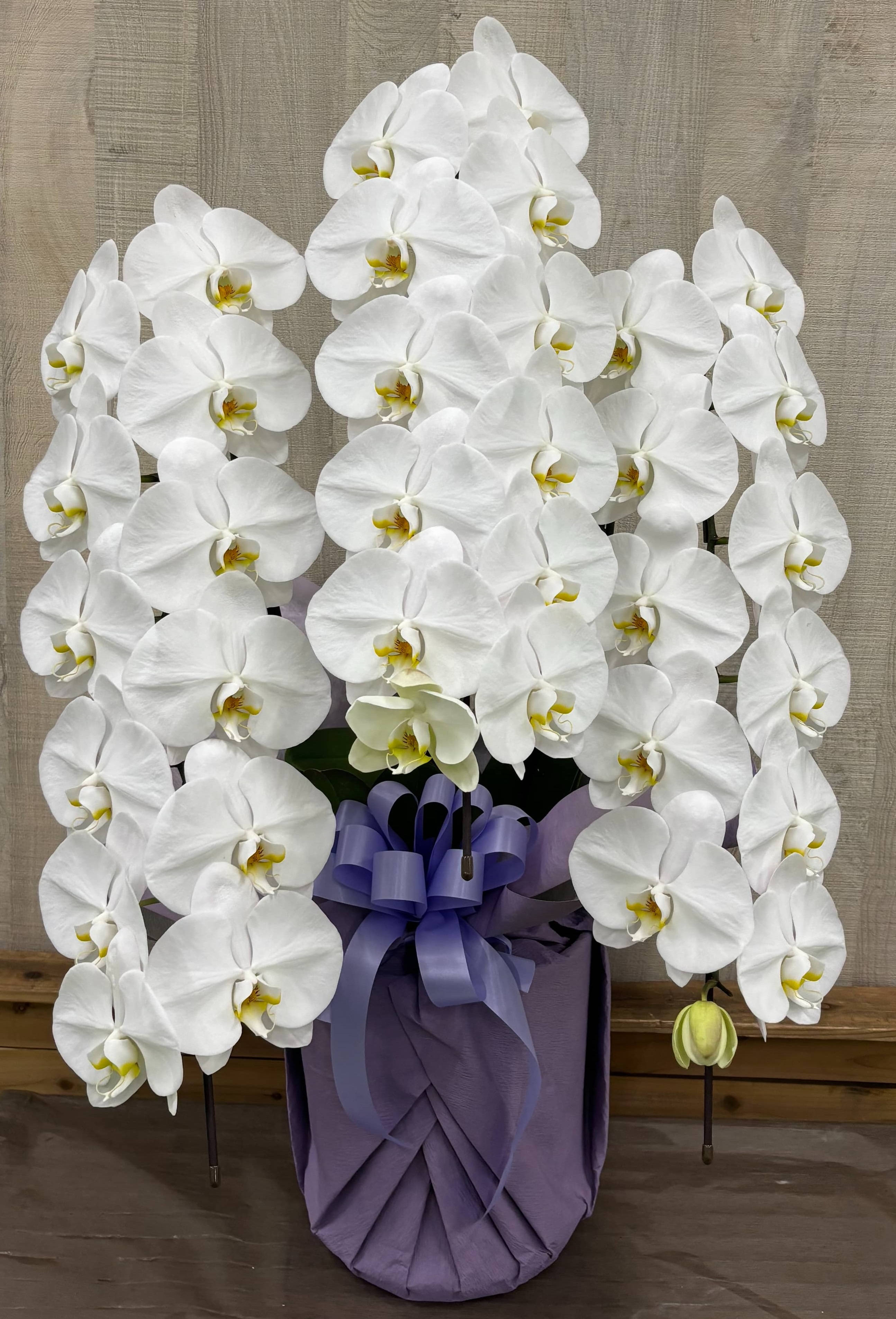 御供花大輪胡蝶蘭 ホワイト 3本立ち 39輪前後(蕾含む）