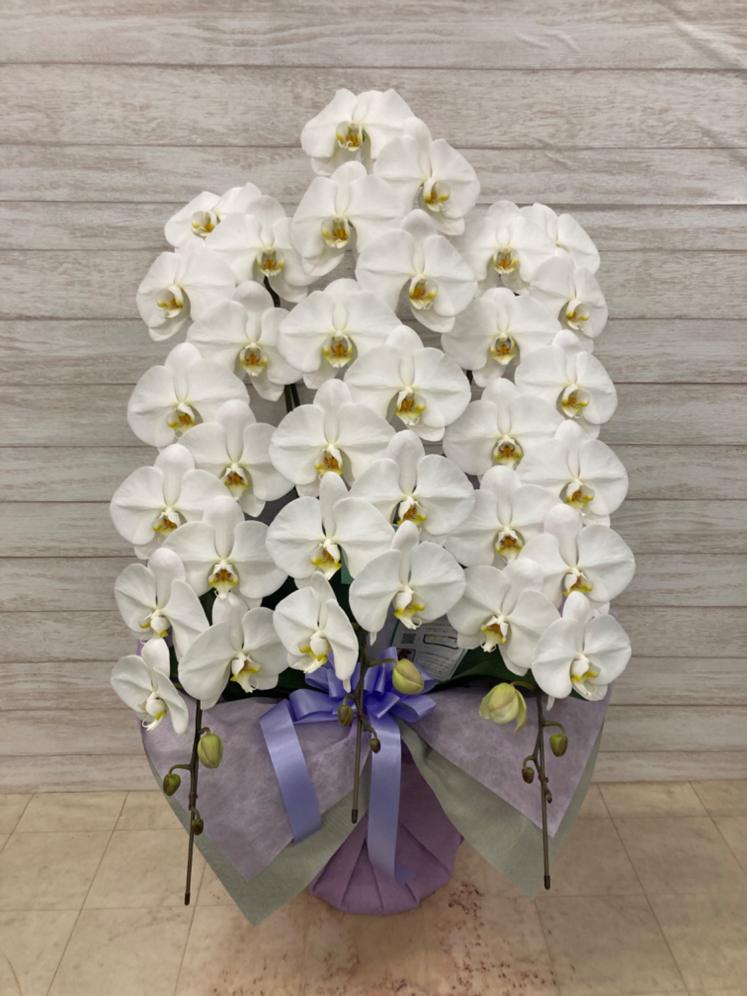 御供花大輪胡蝶蘭ホワイト3本立ち33輪前後（蕾含む）キャンペーン価格