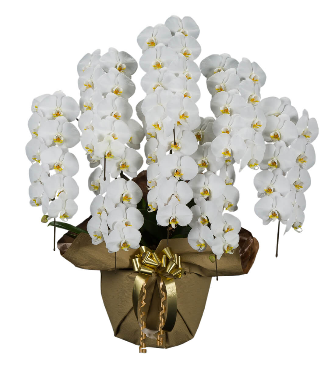 胡蝶蘭設立祝い、就任祝い、パーティー|胡蝶蘭ギャラリー