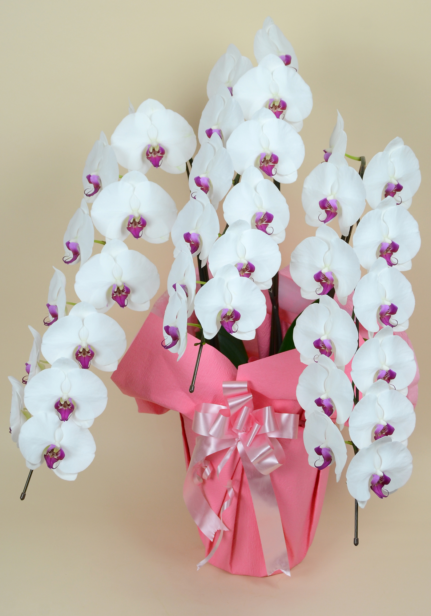 大輪胡蝶蘭 赤リップ 3本立ち 33輪前後(蕾含む）