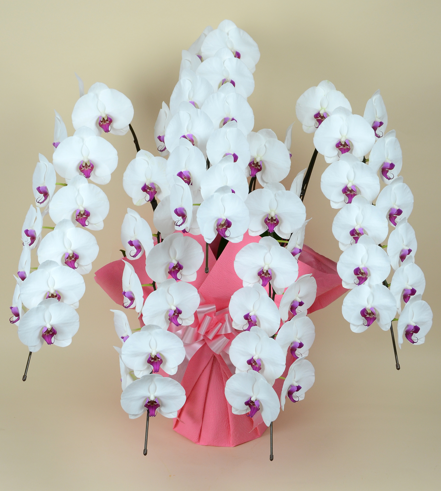 大輪胡蝶蘭 赤リップ 5本立ち 55輪前後(蕾含む）