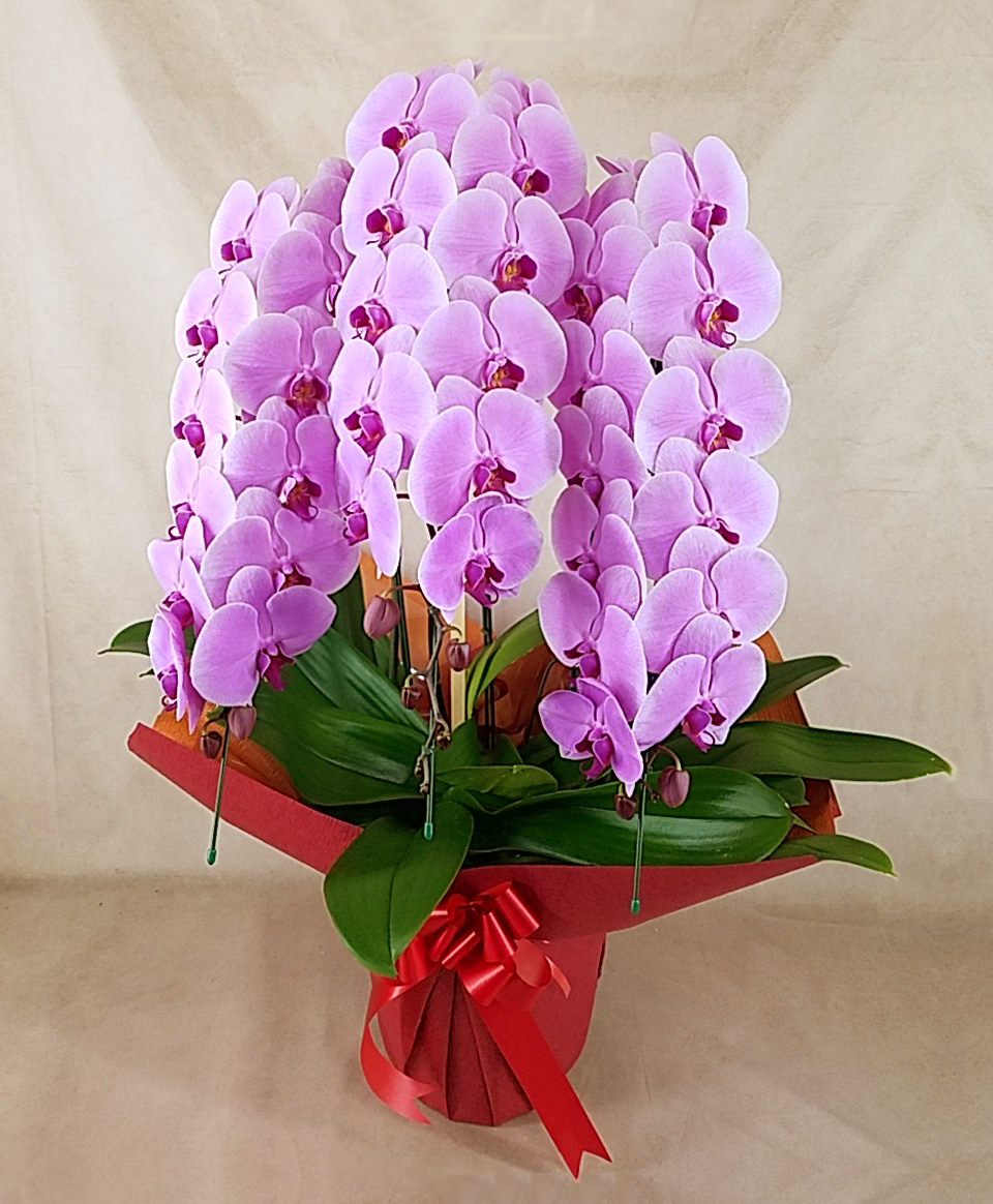 大輪胡蝶蘭ピンク3本立ち　39輪前後(蕾含む）