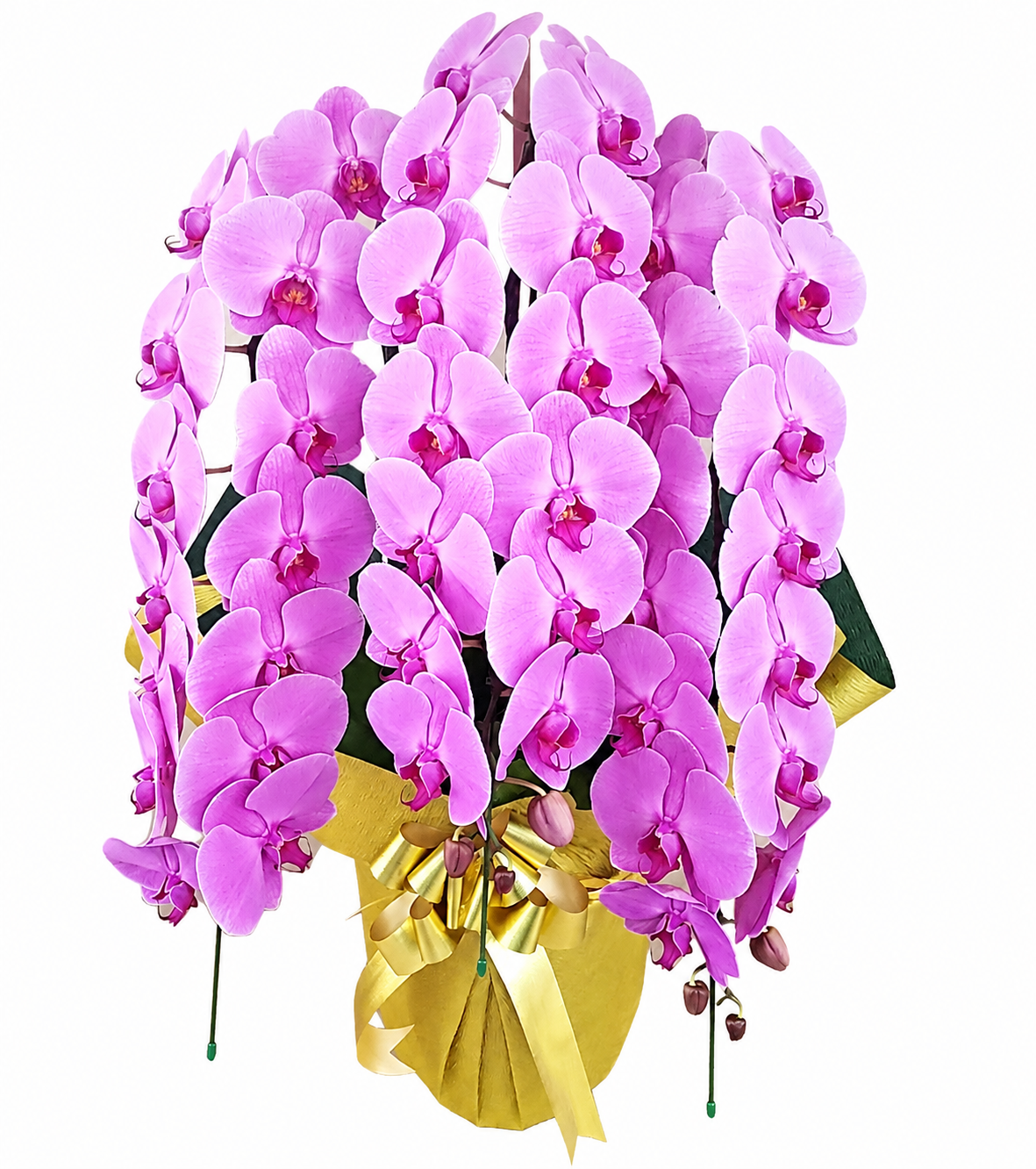 大輪胡蝶蘭 ピンク 3本立ち 45輪前後(蕾含む）