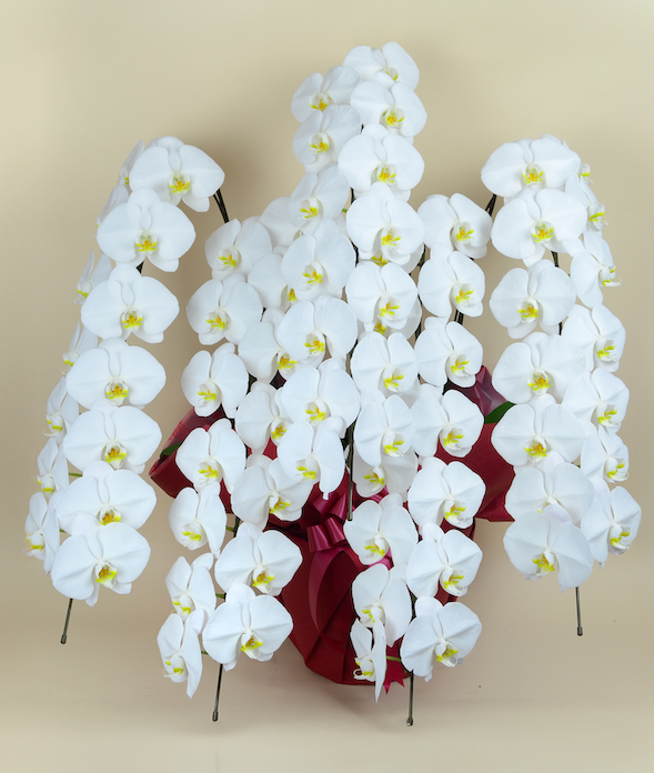 大輪胡蝶蘭 ホワイト 5本立ち 70輪前後(蕾含む）