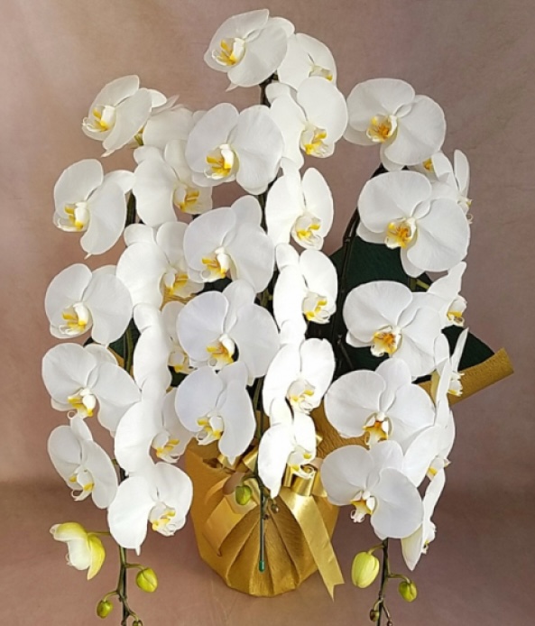 大輪胡蝶蘭ホワイト3本立ち39輪前後(蕾含む）