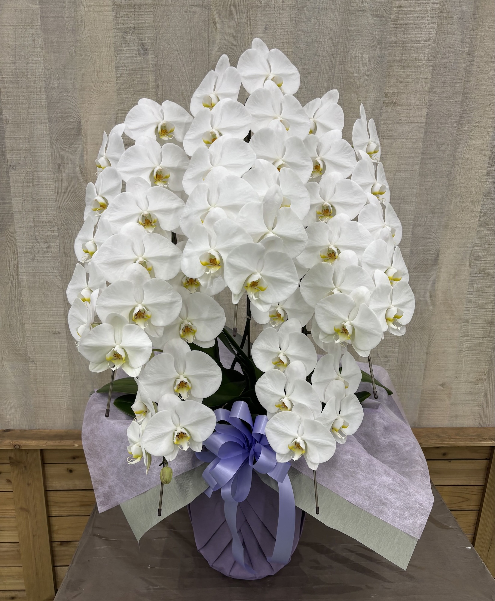 御供花大輪胡蝶蘭ホワイト5本立ち７０輪前後（蕾含む）キャンペーン価格