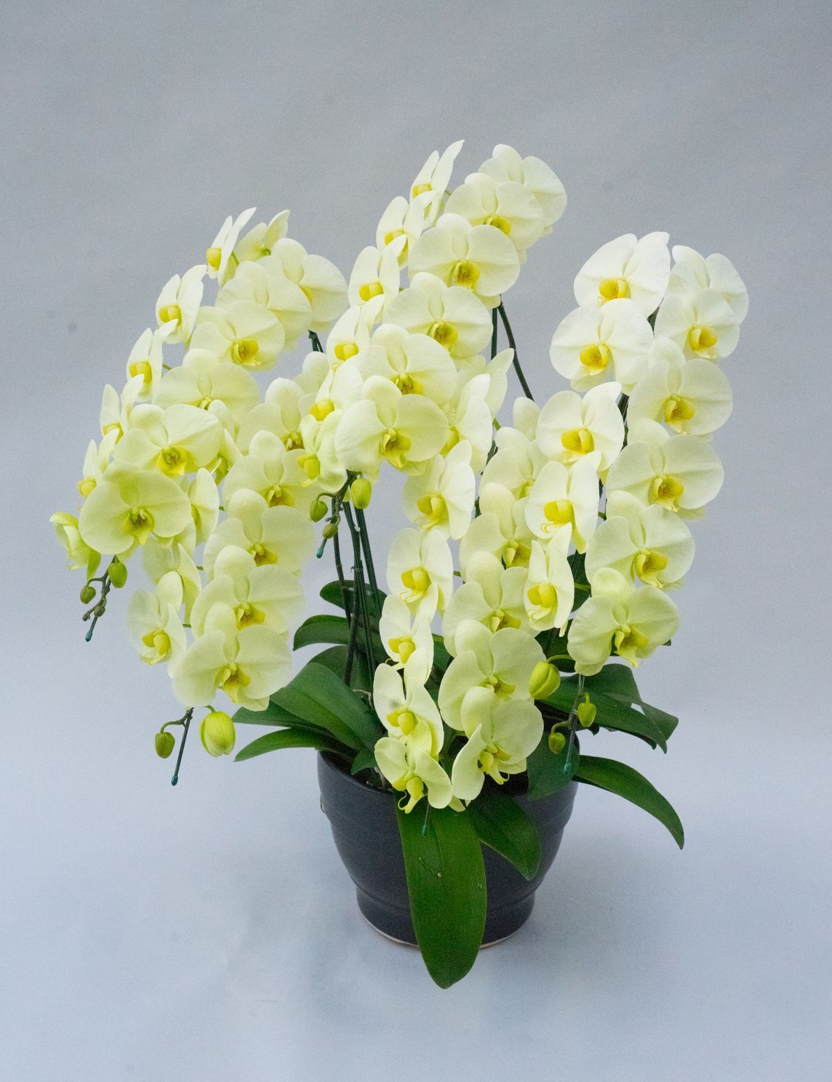 貴重で珍しい黄色大輪系胡蝶蘭