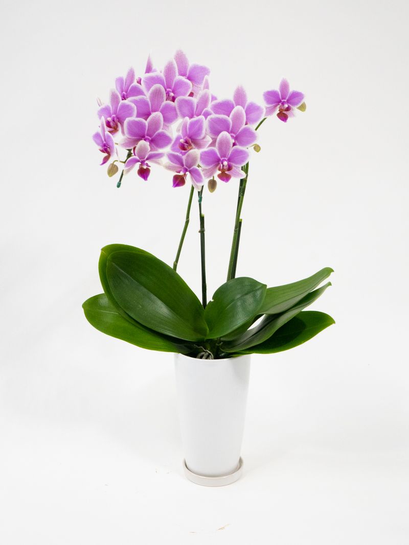 ハワイアンマーメイド2本立ちサンクスポット蕾含む（母の日用）