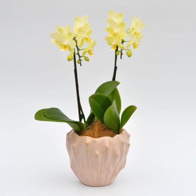 ミディ2本立ち サボン ピンク鉢 イエロー