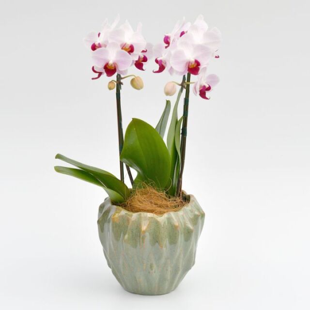 ミディ２本立ち　サボン　グリーン鉢　白赤