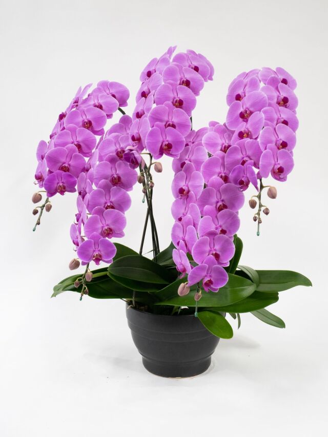 大輪胡蝶蘭ピンク5本立ち　70輪前後