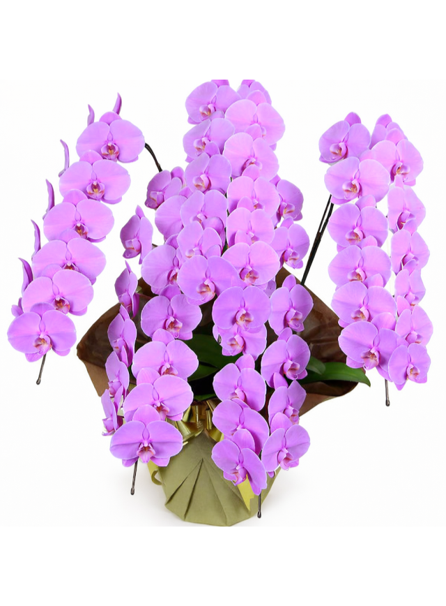 大輪胡蝶蘭 ピンク 5本立ち 70輪前後(蕾含む）