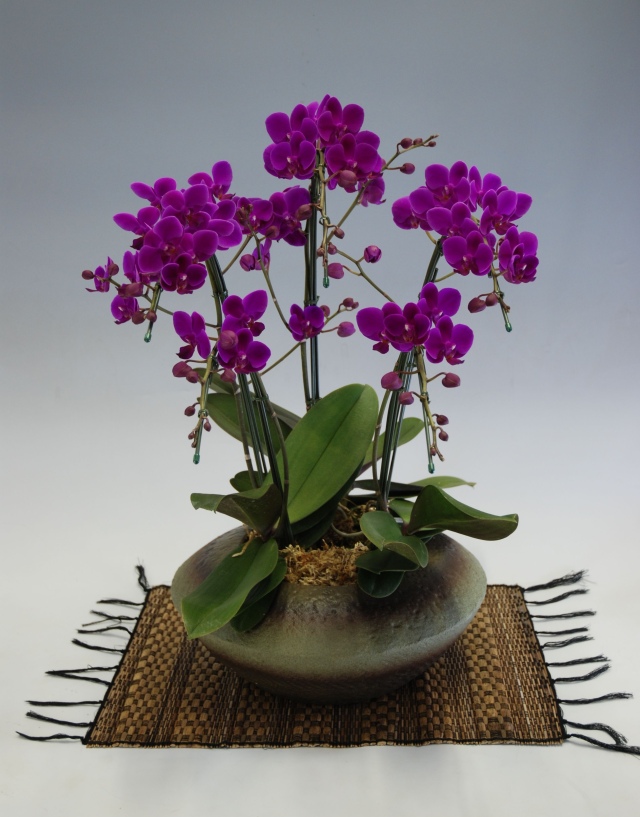 和鉢胡蝶蘭満天紅　紫　5本立ち　まどか（小）