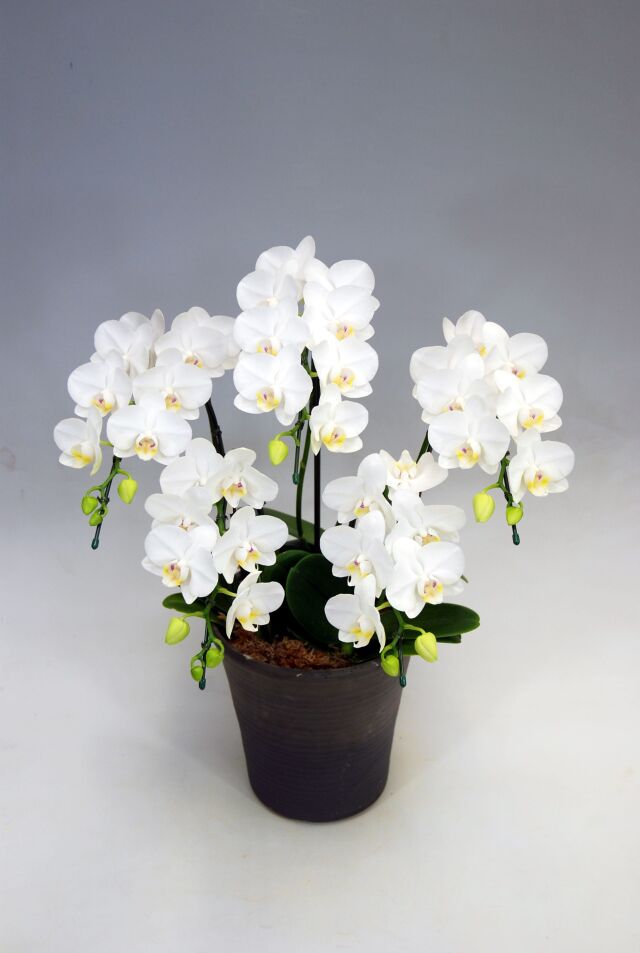 ミディ胡蝶蘭ホワイト5本立ち45輪前後(蕾含む）