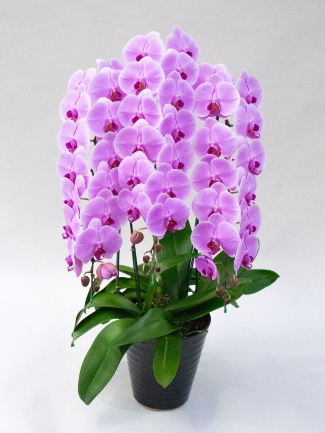 大輪胡蝶蘭3本立ち 45輪前後