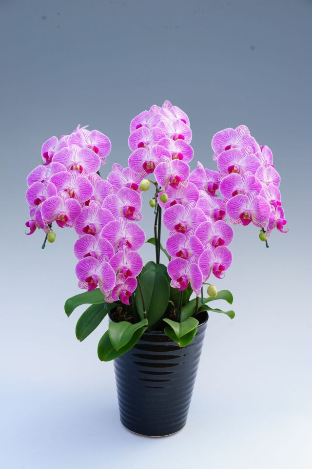 ミディ胡蝶蘭 ピンク 5本立ち 45輪前後