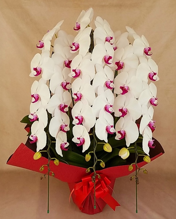 大輪胡蝶蘭赤リップ3本立ち45輪前後