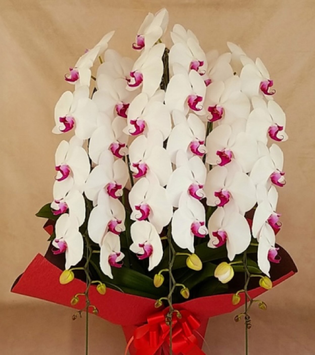 大輪胡蝶蘭 赤リップ 3本立ち 45輪前後(蕾含む）