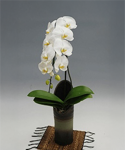和鉢大輪胡蝶蘭1本立ち ホワイトかぐや