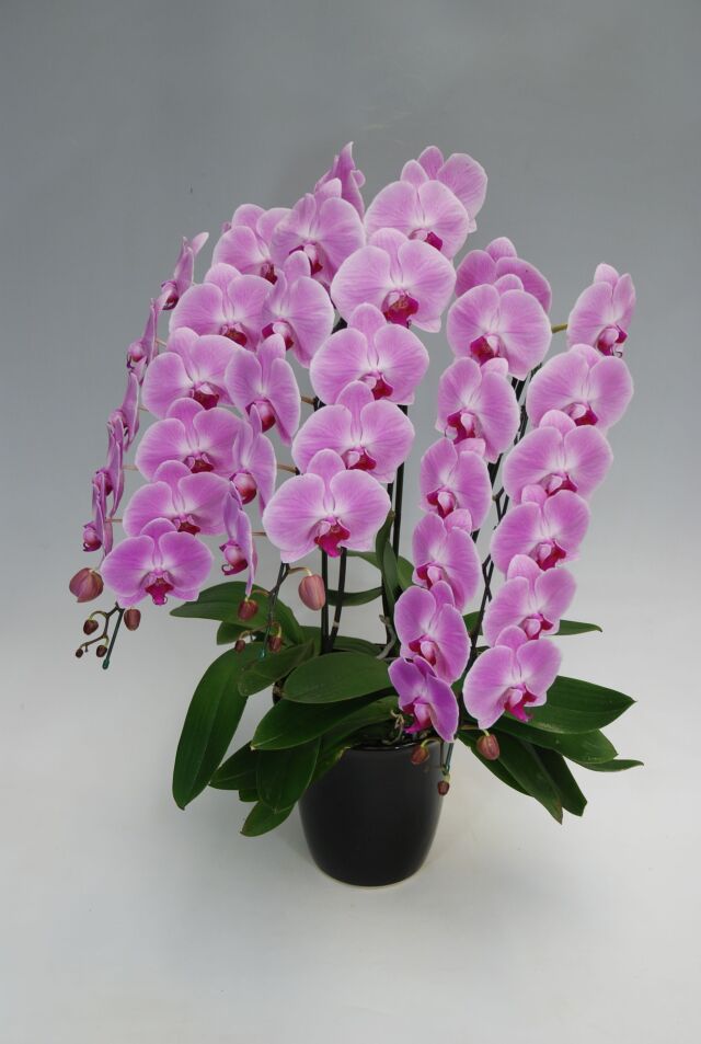 大輪胡蝶蘭ピンク3本立ち　39輪前後
