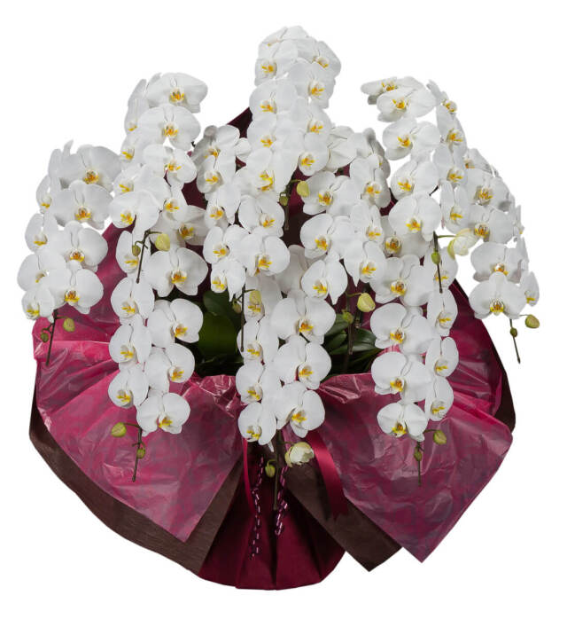 プレミアム胡蝶蘭　10本立ち　（参考価格）