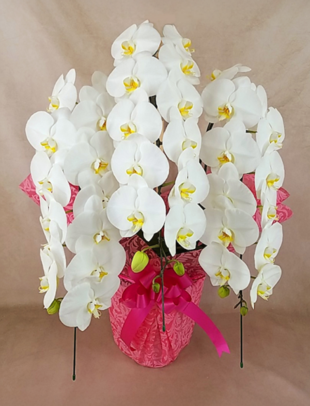 大輪胡蝶蘭 ホワイト 3本立ち 33輪前後(蕾含む）