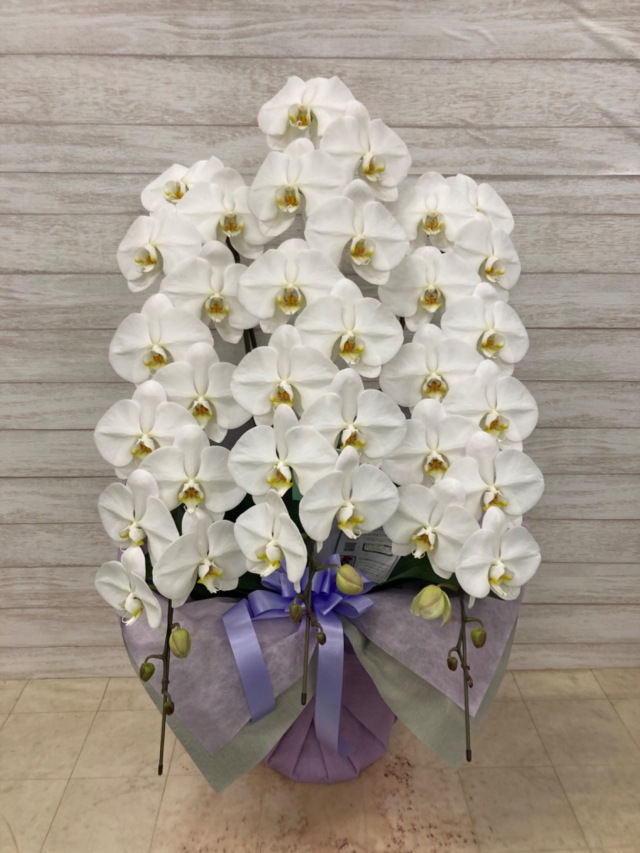 御供花大輪胡蝶蘭ホワイト3本立ち33輪前後（蕾含む）キャンペーン価格