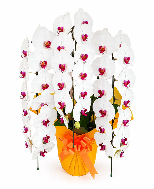 大輪胡蝶蘭赤リップ3本立ち39輪前後(蕾含む）
