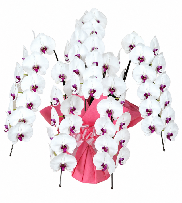 大輪胡蝶蘭 赤リップ 5本立ち 55輪前後(蕾含む）