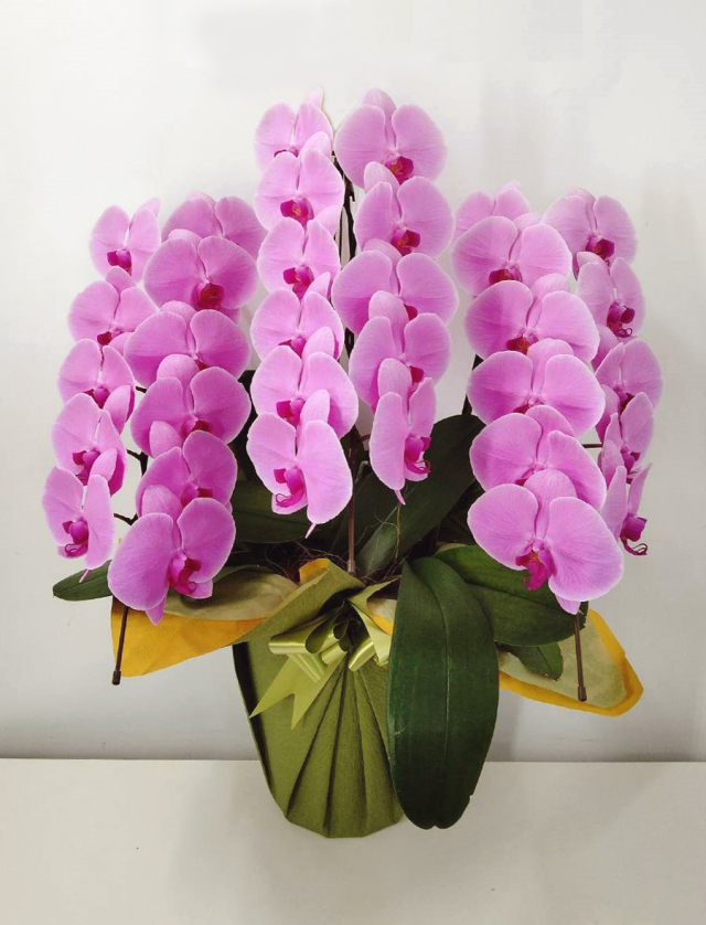 大輪胡蝶蘭 ピンク 3本立ち 33輪前後(蕾含む）