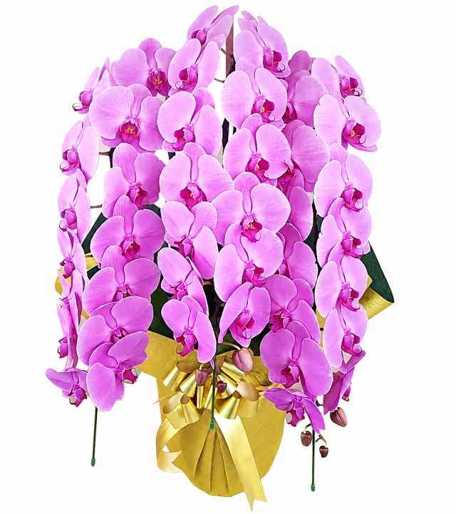 大輪胡蝶蘭 ピンク 3本立ち 45輪前後(蕾含む）