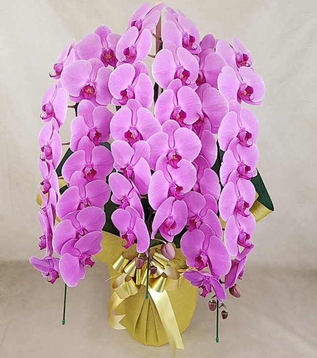 大輪胡蝶蘭 ピンク 3本立ち 45輪前後(蕾含む）