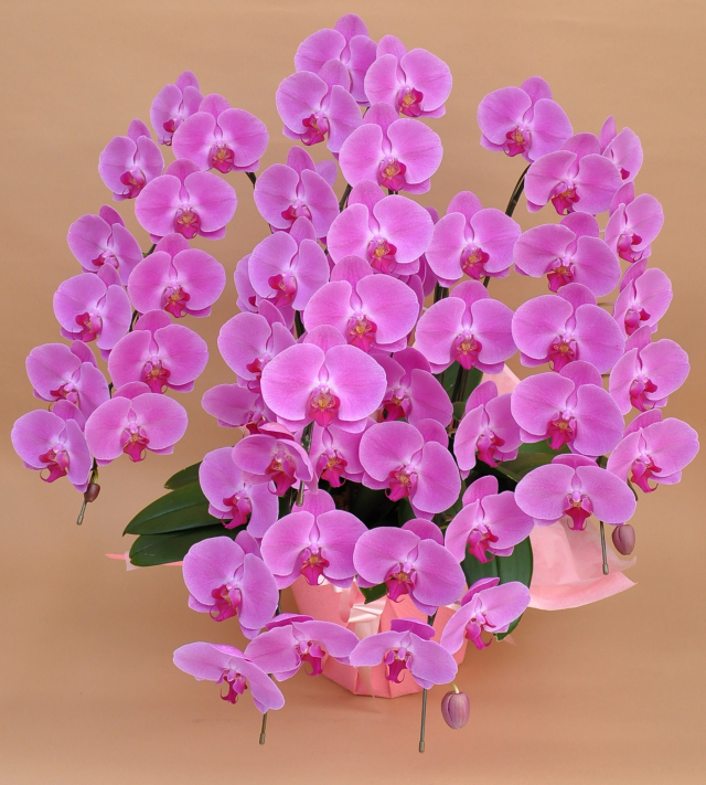 大輪胡蝶蘭　ピンク 5本立ち 55輪前後(蕾含む）