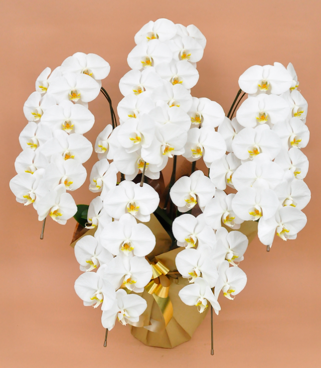 大輪胡蝶蘭 ホワイト ５本立ち 　55輪前後(蕾含む）