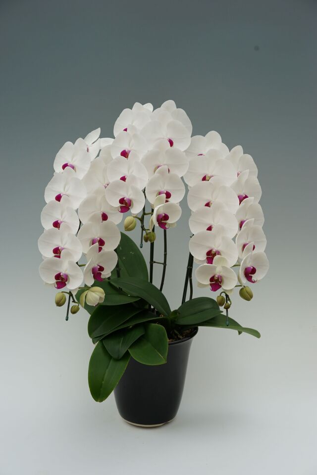 大輪胡蝶蘭赤リップ3本立ち　39輪前後