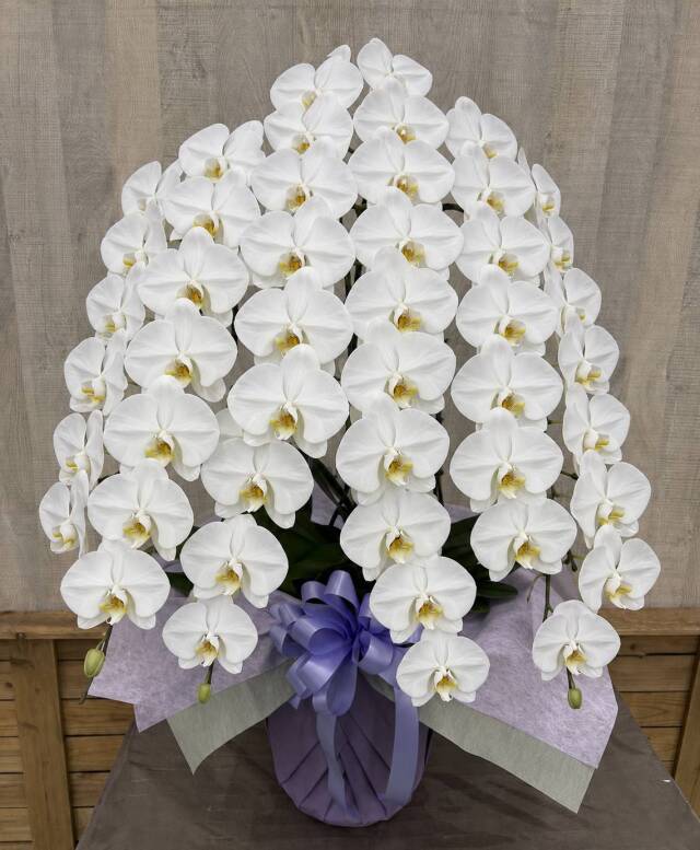 御供花大輪胡蝶蘭ホワイト5本立ち70輪前後（蕾含む）