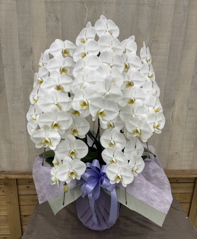 御供花大輪胡蝶蘭ホワイト5本立ち70輪前後（蕾含む）